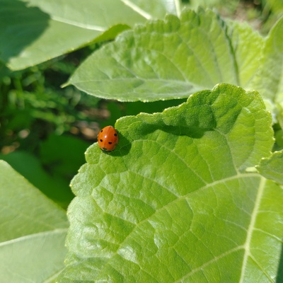 Ladybug on soybean