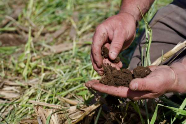 Incentive Payments Available for 2024 Cover Crop Acres